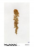 藏品(狹葉泥炭苔)的圖片